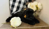 Roxy, a female Miniature Schnauzer for sale in Hesperia, CA – 5 of 5