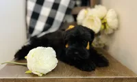 Roxy, a female Miniature Schnauzer for sale in Hesperia, CA – 1 of 5