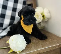 Roxy, a female Miniature Schnauzer for sale in Hesperia, CA – 2 of 5