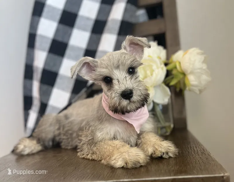 Lola – Miniature Schnauzer puppy for sale in Hesperia, CA