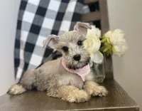 Lola, a female Miniature Schnauzer for sale in Hesperia, CA – 1 of 6