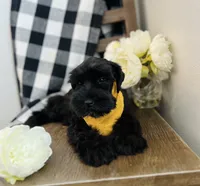 Roxy, a female Miniature Schnauzer for sale in Hesperia, CA – 3 of 5