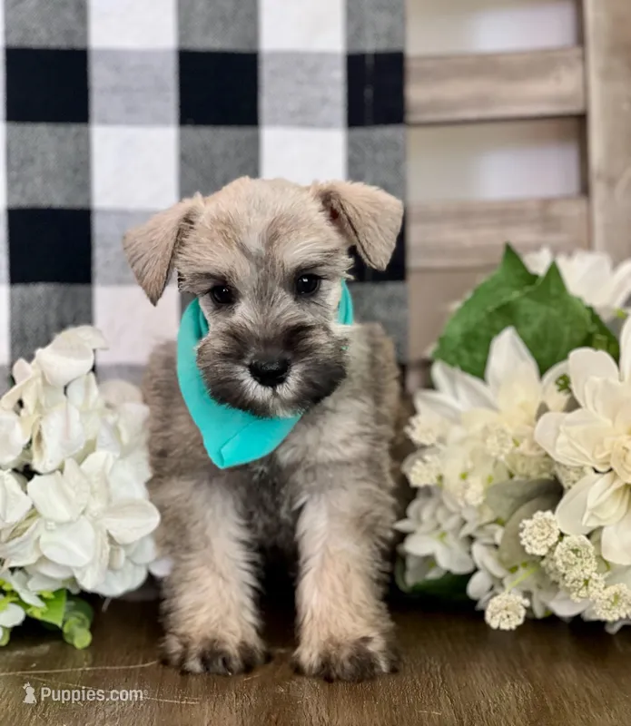 Benny – Miniature Schnauzer puppy for sale in Hesperia, CA