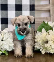 Benny, a male Miniature Schnauzer for sale in Hesperia, CA – 1 of 3