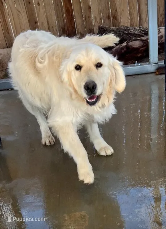 Diesel  – English Cream Golden Retriever puppy for sale in Hesperia, CA