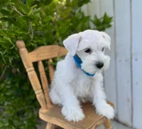 Jack, a male Miniature Schnauzer for sale in Hesperia, CA – 2 of 2