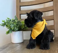 Bear, a male Miniature Schnauzer for sale in Hesperia, CA – 3 of 3