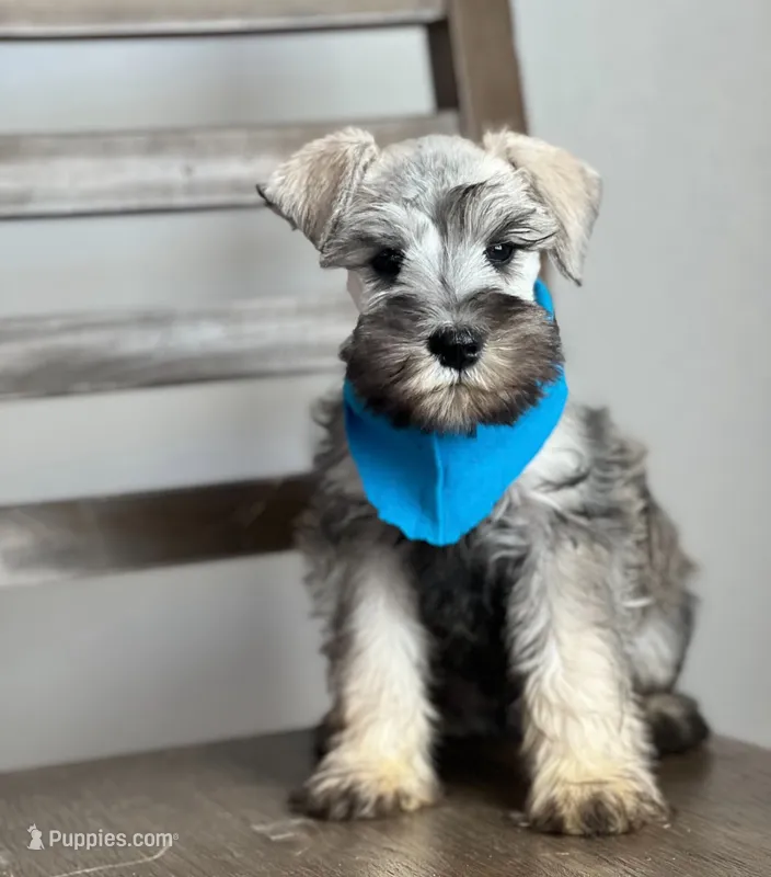 Bentley, a male Miniature Schnauzer for sale in Hesperia, CA – 1 of 3