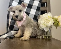 Lola, a female Miniature Schnauzer for sale in Hesperia, CA – 6 of 6