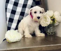 Rosy , a female Miniature Schnauzer for sale in Hesperia, CA – 3 of 3