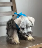 Bentley, a male Miniature Schnauzer for sale in Hesperia, CA – 3 of 3