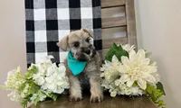 Benny, a male Miniature Schnauzer for sale in Hesperia, CA – 2 of 3