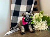 Lily, a female Miniature Schnauzer for sale in Hesperia, CA – 2 of 3