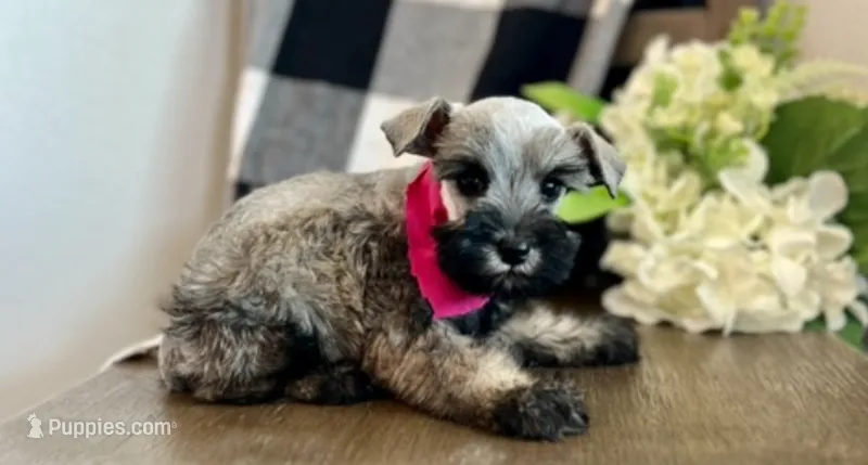Lily – Miniature Schnauzer puppy for sale in Hesperia, CA