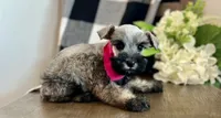 Lily, a female Miniature Schnauzer for sale in Hesperia, CA – 1 of 3