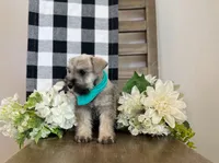 Benny, a male Miniature Schnauzer for sale in Hesperia, CA – 3 of 3