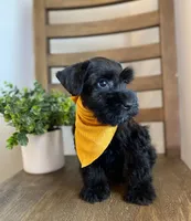 Bear, a male Miniature Schnauzer for sale in Hesperia, CA – 2 of 3