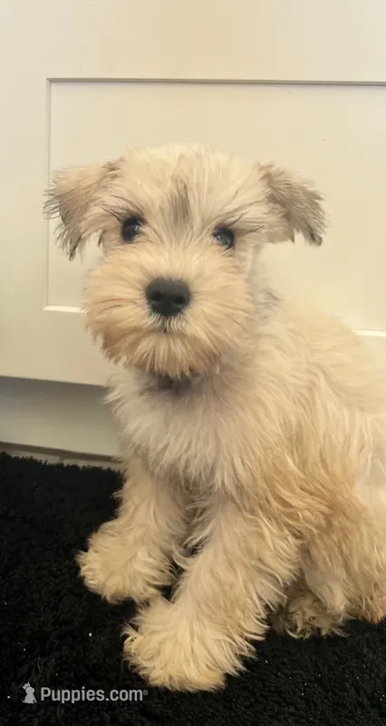 Lolo – Miniature Schnauzer puppy for sale in Hesperia, CA