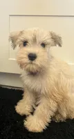 Lolo, a male Miniature Schnauzer for sale in Hesperia, CA – 1 of 1