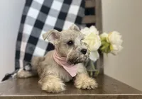 Lola, a female Miniature Schnauzer for sale in Hesperia, CA – 3 of 6