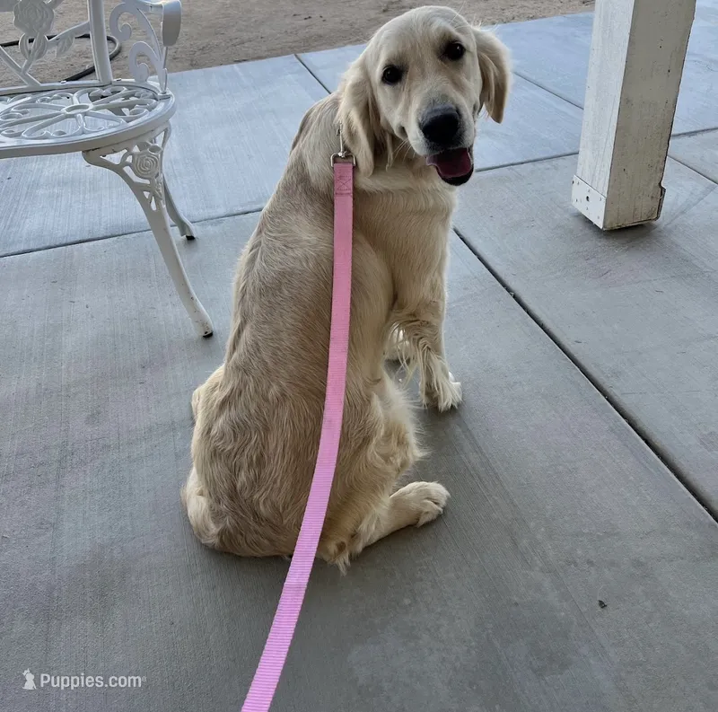 Emma – English Cream Golden Retriever puppy for sale in Hesperia, CA