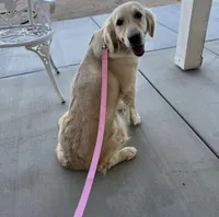 Emma, a female English Cream Golden Retriever for sale in Hesperia, CA – 1 of 1