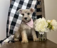 Lola, a female Miniature Schnauzer for sale in Hesperia, CA – 5 of 6