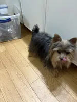 Melody, a female Yorkshire Terrier for sale in Victoria, TX – Photo 2 of 2