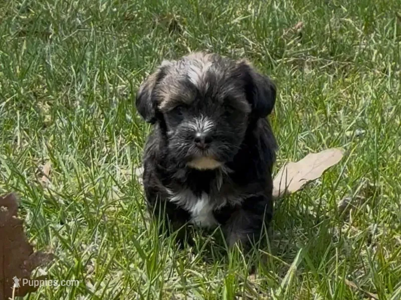 Conan – Yorkipoo puppy for sale in Silver Spring, MD