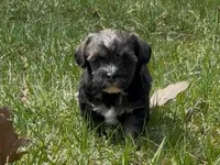 Conan, a male Yorkipoo for sale in Silver Spring, MD – Photo 1 of 4