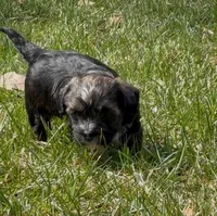 Conan, a male Yorkipoo for sale in Silver Spring, MD – Photo 4 of 4