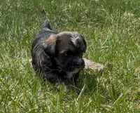 Conan, a male Yorkipoo for sale in Silver Spring, MD – Photo 3 of 4