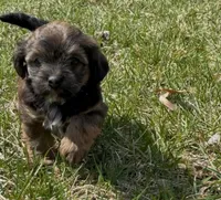 Storm, a female Yorkipoo for sale in Silver Spring, MD – Photo 2 of 5
