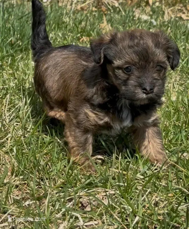 Storm – Yorkipoo puppy for sale in Silver Spring, MD