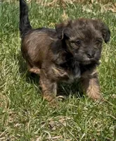 Storm, a female Yorkipoo for sale in Silver Spring, MD – Photo 1 of 5