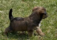 Storm, a female Yorkipoo for sale in Silver Spring, MD – Photo 4 of 5
