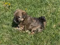 Raven, a female Yorkipoo for sale in Silver Spring, MD – Photo 2 of 6