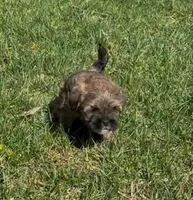 Raven, a female Yorkipoo for sale in Silver Spring, MD – Photo 6 of 6