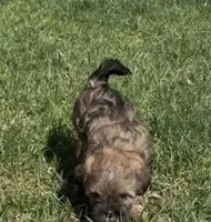 Raven, a female Yorkipoo for sale in Silver Spring, MD – Photo 5 of 6