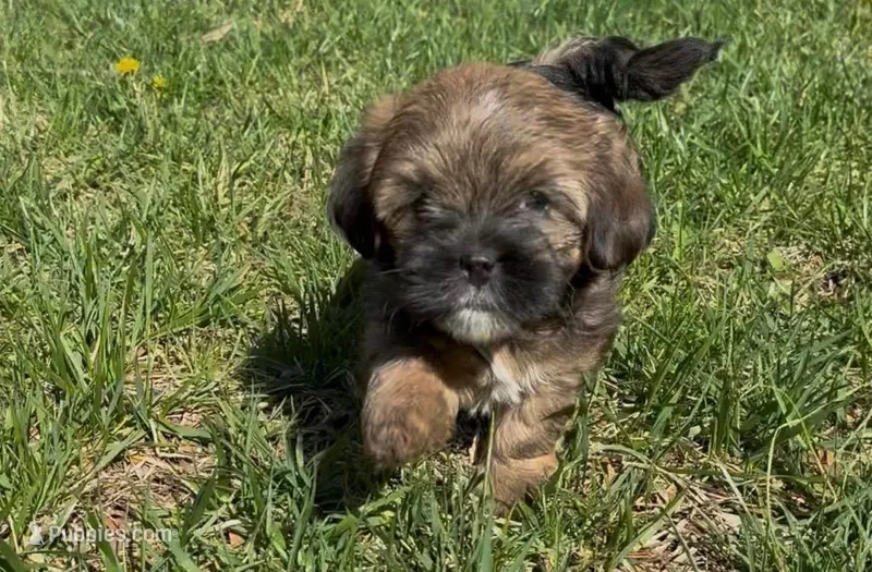 Raven – Yorkipoo puppy for sale in Silver Spring, MD