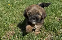 Raven, a female Yorkipoo for sale in Silver Spring, MD – Photo 1 of 6