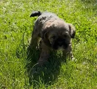 Raven, a female Yorkipoo for sale in Silver Spring, MD – Photo 3 of 6