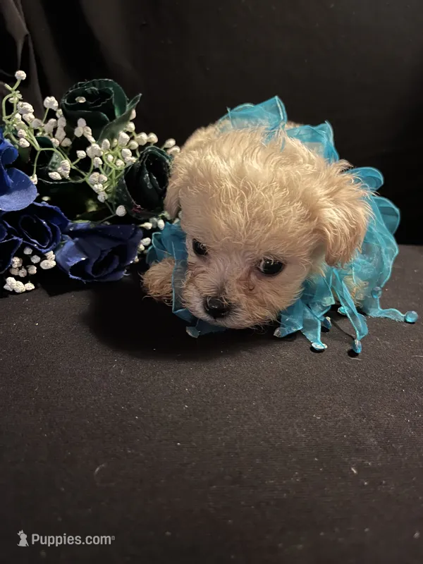 Toby – Maltipoo puppy for sale in Gray, GA