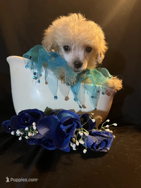 Toby – Maltese, Poodle - Toy  puppy for sale in Gray, GA