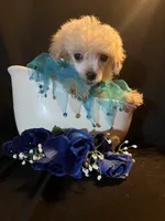 Toby, a male Maltese and Poodle - Toy  for sale in Gray, GA – 1 of 1