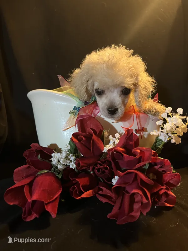 Sassy – Maltese, Poodle - Toy  puppy for sale in Gray, GA