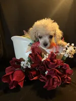 Sassy, a female Maltese and Poodle - Toy  for sale in Gray, GA – 1 of 1
