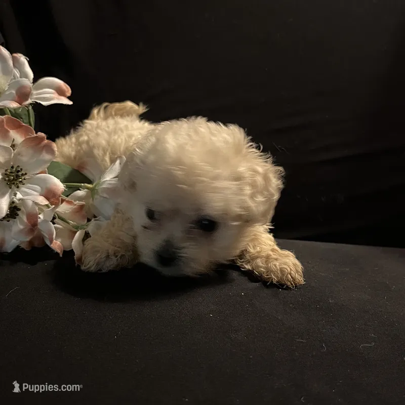 Sassy – Maltipoo puppy for sale in Gray, GA