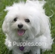 Ruffles – Maltese puppy for sale in Gray, GA