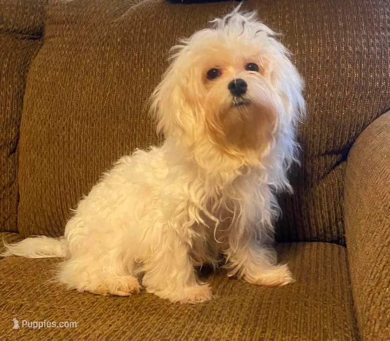 Ruffles – Maltese puppy for sale in Gray, GA